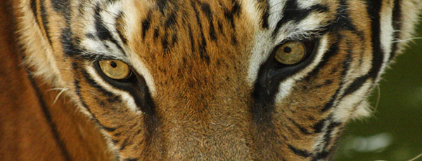 Tiger Eyes