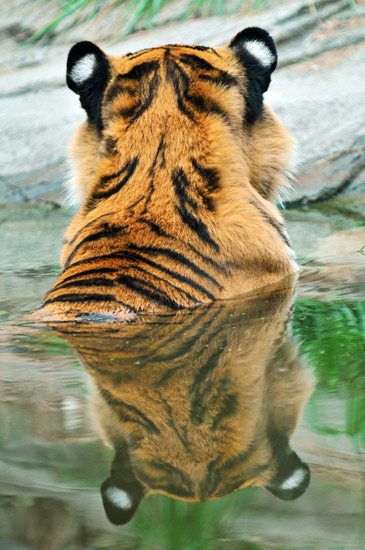 Swimming Tiger