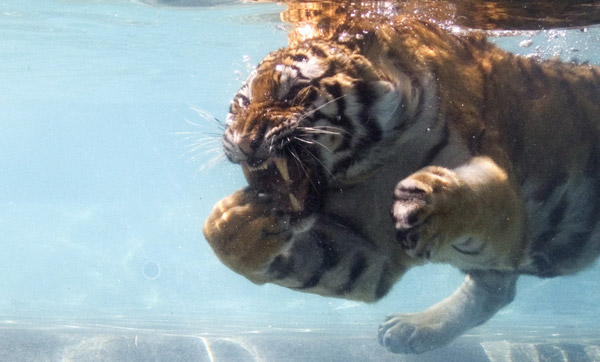 Swimming Tiger