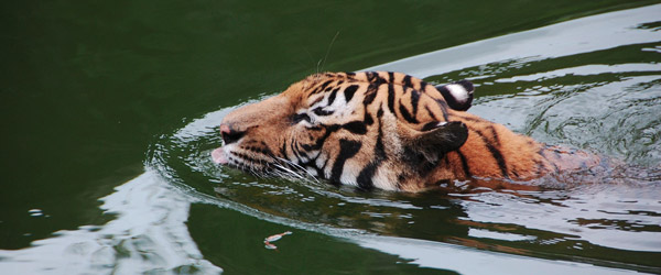 Swimming Tiger