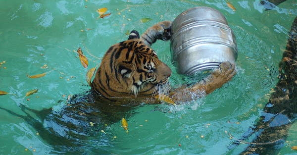 Swimming Tiger