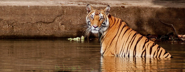 Swimming Tiger