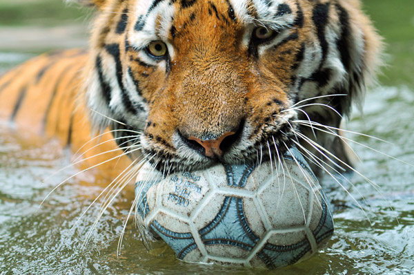 Swimming Tiger