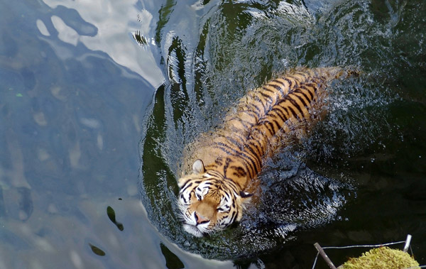 Swimming Tiger