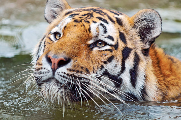 Swimming Tiger