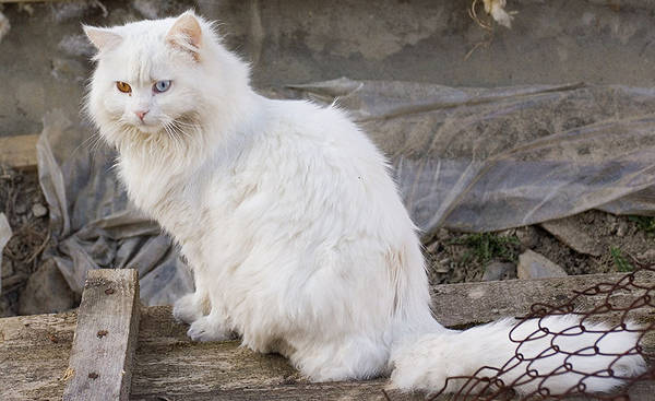 White Cat